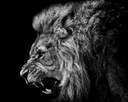Allory Dante logo